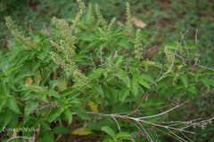 Ocimum gratissimum